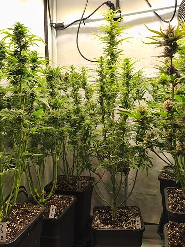 Growreport Bild 12