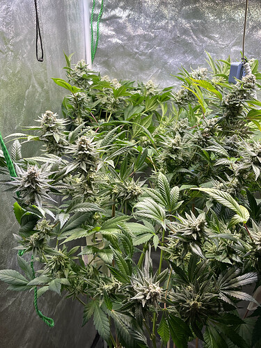 Growreport Bild 9