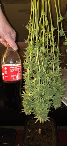 Growreport Bild 39