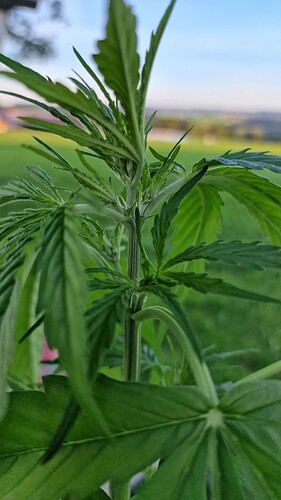Growreport Bild 3