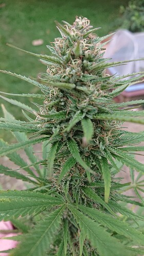 Growreport Bild 37