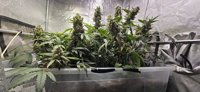 Growreport Bild 14