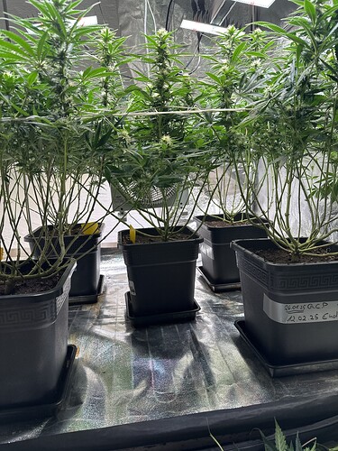 Growreport Bild 45