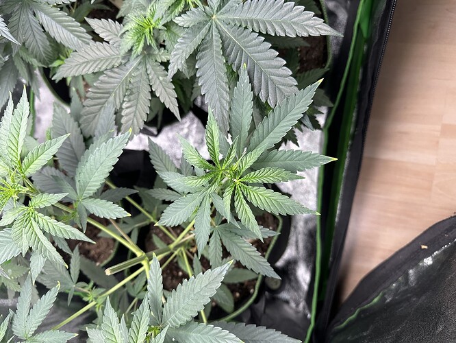 545687235-953239675-IMG_7552