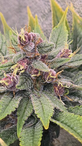 Growreport Bild 8