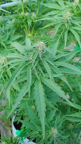 Growreport Bild 2