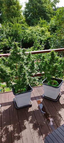 Growreport Bild 5