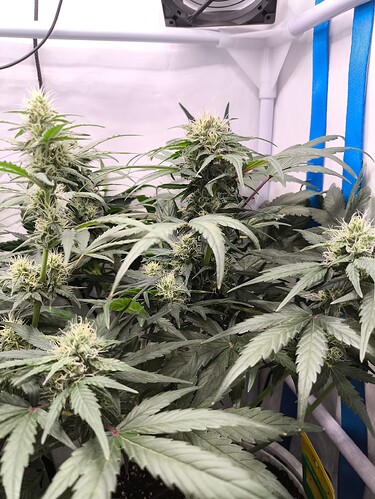 Growreport Bild 7