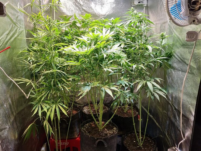 Mehrere Cannabis-Pflanzen in einem Zelt, die sich im Wuchs befinden. Einige Pflanzen sind größer und buschiger als andere.