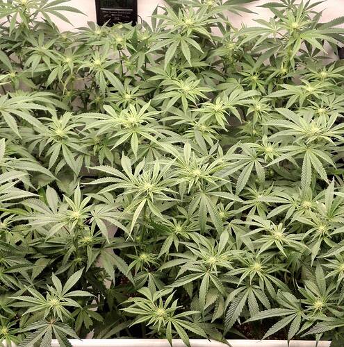 Growreport Bild 20