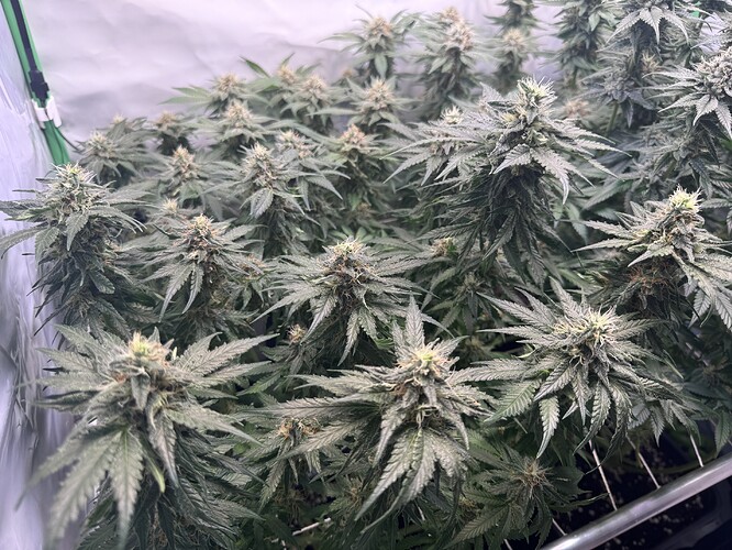 Growreport Bild 16