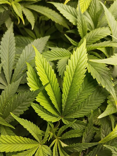 Growreport Bild 3