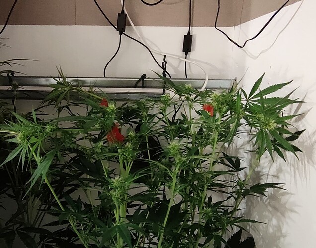 Growreport Bild 1