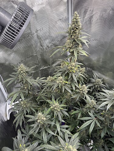 Growreport Bild 25