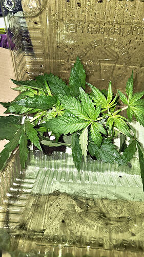 Growreport Bild 1