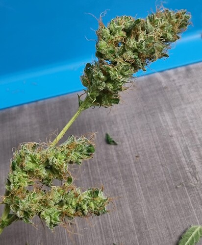 Growreport Bild 16