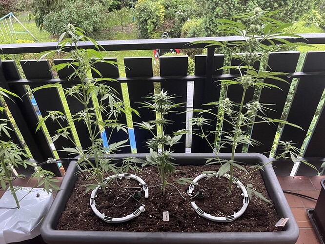 Growreport Bild 2