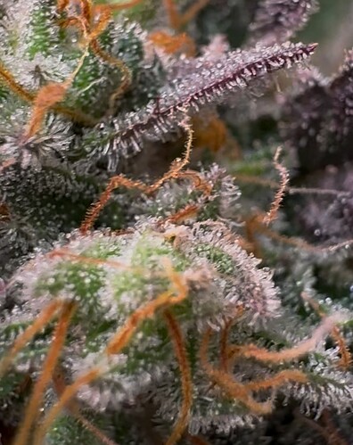 Growreport Bild 18