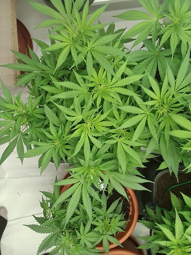 Growreport Bild 5