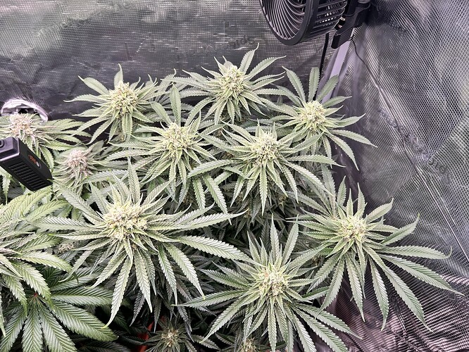 Growreport Bild 29