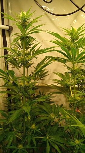 Growreport Bild 17