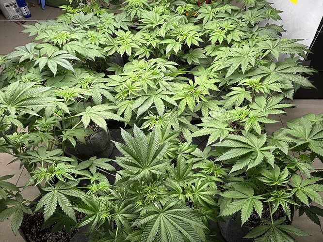 Growreport Bild 33