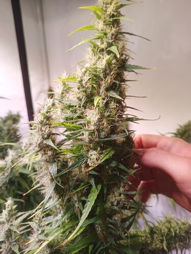 Growreport Bild 6