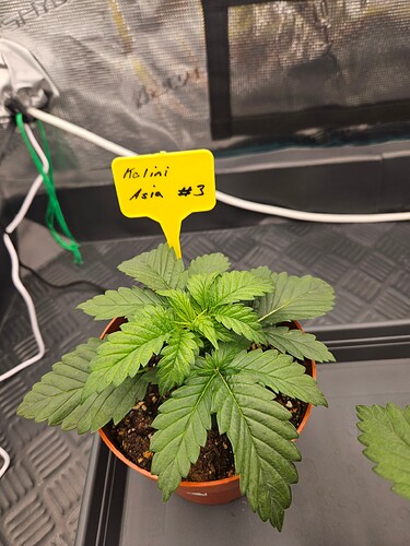 Growreport Bild 49