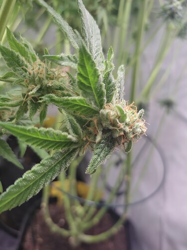 Growreport Bild 44