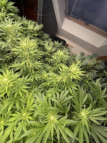 Growreport Bild 16