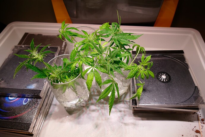 Stecklinge2__VT76BT29