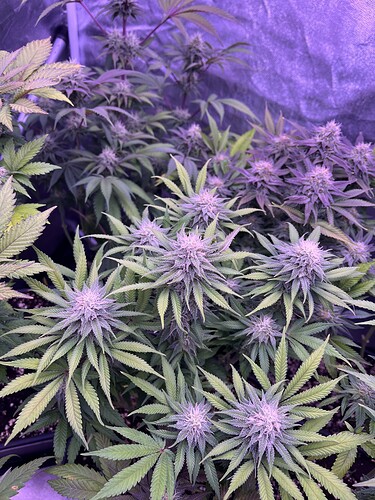 Growreport Bild 14