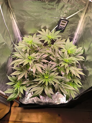 Growreport Bild 6