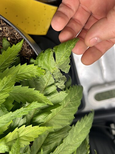 Growreport Bild 13