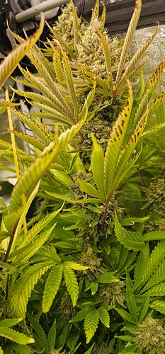 Growreport Bild 29