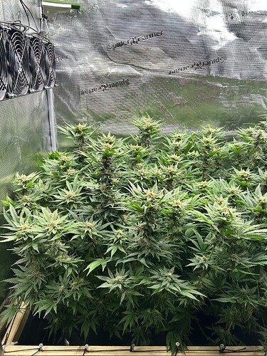 Mehrere blühende Cannabispflanzen in einem Zelt mit Lüftern an der Decke.