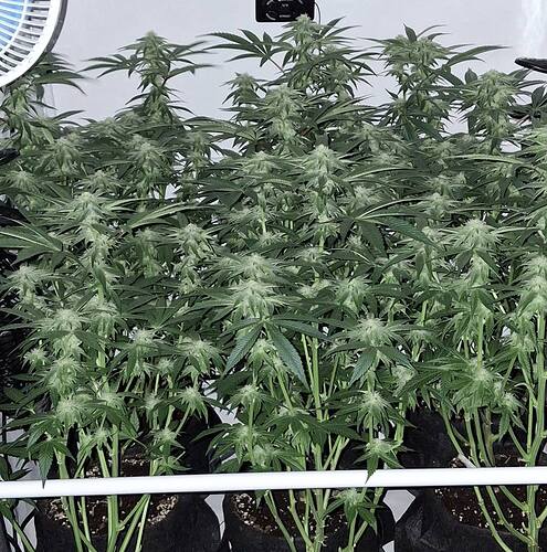 475766713_122165570648293599_331200063629235647_n