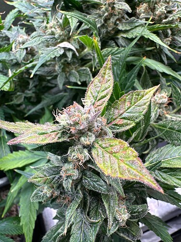 Growreport Bild 77