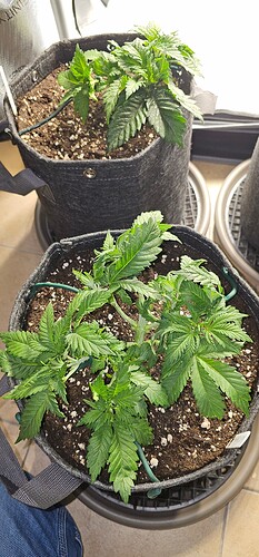 Growreport Bild 3