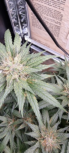 Growreport Bild 2