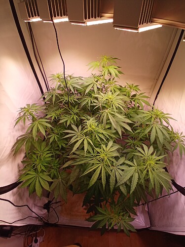 Growreport Bild 9