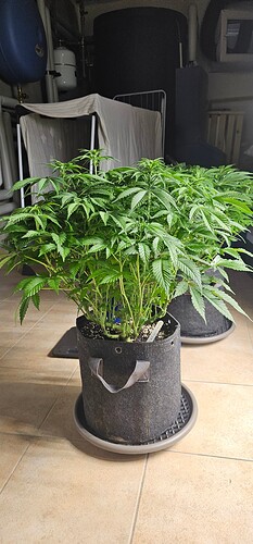 Growreport Bild 1