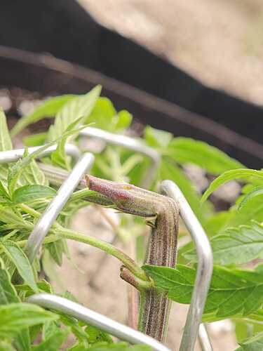 Growreport Bild 13