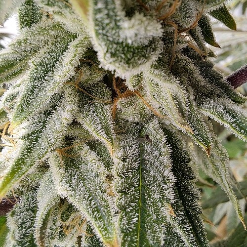 Growreport Bild 10