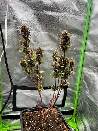 Growreport Bild 12