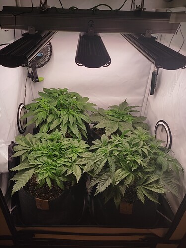 Growreport Bild 34