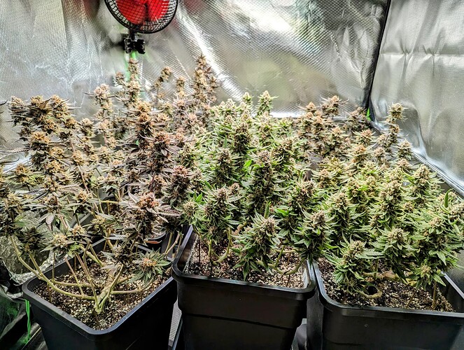 Growreport Bild 4