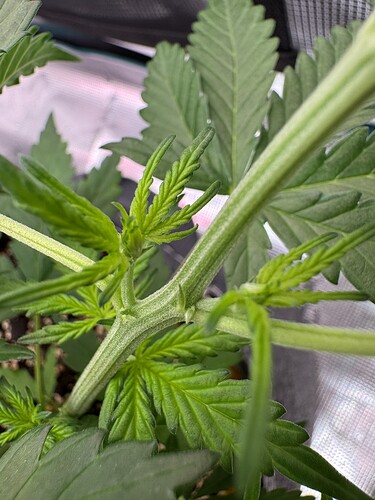 Growreport Bild 32