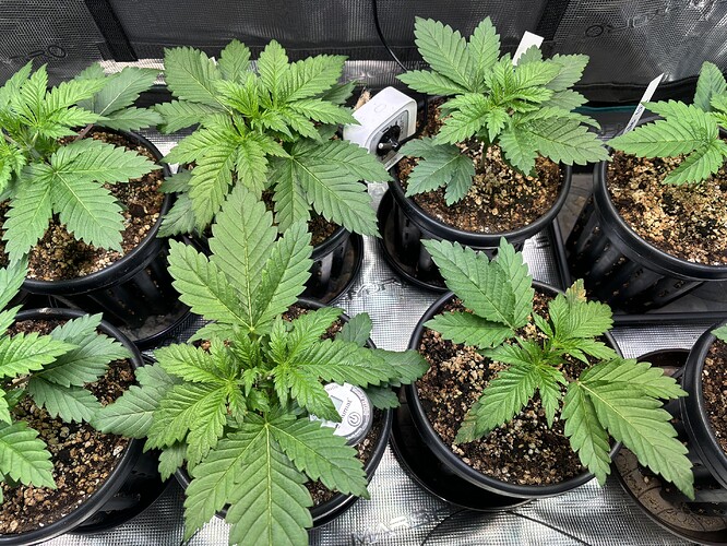 Growreport Bild 16