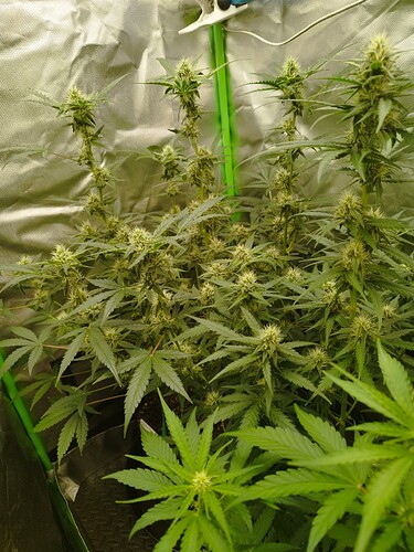 Mehrere Cannabis-Pflanzen in der Blütephase, mit deutlichen Blütenansätzen und breiten Blättern.
